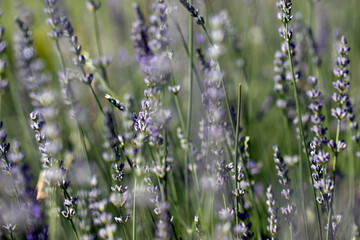 close-up natural lavender garden , natural background.