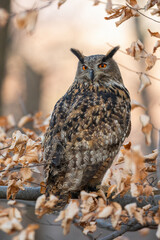 Calm eurasian eagle-owl, bubo bubo, looking back over shoulder among colorful autumn foliage. Animal wildlife in natural environment with trees and leaves.