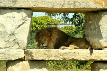 Sleeping lion, Toronto zoo 