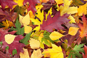 Background of fallen colored autumn leaves, top view. Autumn background.