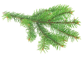Green fir branch for christmas, isolated on a white background.