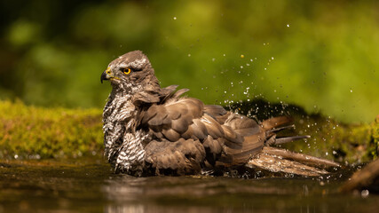 Eurasian sparrowhawk, accipiter nisus, diving into a river with green background. bird with brown spotted feathers splashing water in order to clean feathers. Animal hygiene.
