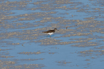 Green sandpipet El Fondo national Parc spain.