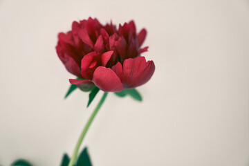 Obraz premium Close-up of one dark red peony flower, on a gray background. With a space to copy. Design for your product. High quality photo