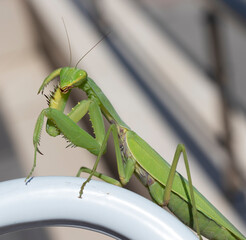 praying mantis on leaf