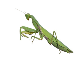 close-up macro cute cornflower. mantis isolated on white background.