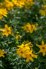 Coreopsis verticillata bright yellow flowering plant, group of petal ornamental flowers in bloom, green leaves