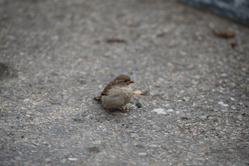 house sparrow on a gray asphalt road surface in a sunny day