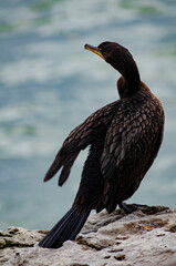 639-24 Cormorant Drying His Wings