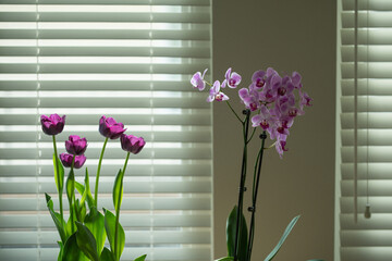 Orchid on the window. Purple pink orchid tulips on the window.