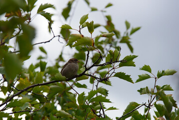 house sparrow sitting on a tree branch on a sunny summer day
