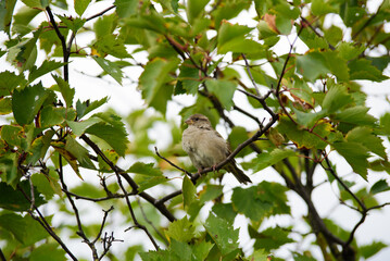 house sparrow sitting on a tree branch on a sunny summer day