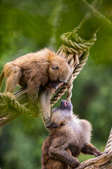 baboons