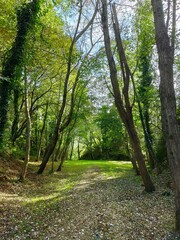 Fototapeta premium path in the forest
