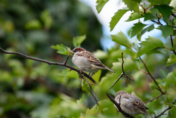 house sparrow sitting on a tree branch on a sunny summer day