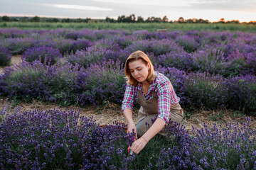 Professional Woman worker in uniform Cutting Bunches of Lavender with Scissors on a Lavender Field. Harvesting Lavander Concept