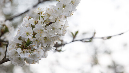 white cherry blossom nature comes to life