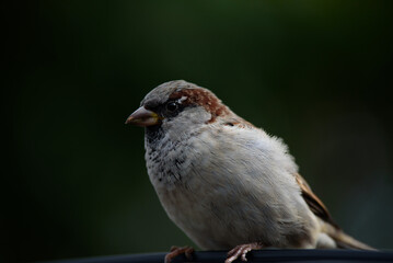 a house sparrow sits on a rubber door on a sunny summer day