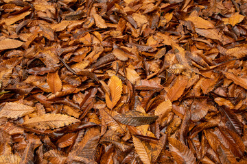 ground full of autumn leaves