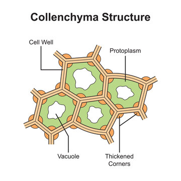 Scientific Designing of Collenchyma Structure. The Plant Tissue That Consists of Living Elongated Cells. Colorful Symbols. Vector Illustration.