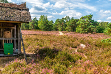 Bienenlagd oder Bienenstand bestückt mir einer Stroh- und einer Magazinbeute in der blühenden Lüneburger Heide