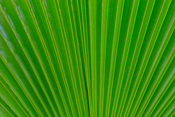 Fototapeta premium Abstract background of exotic big leaf with selective focus.