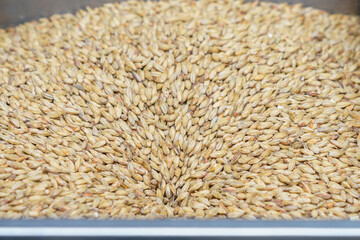 Munich brewing barley malt. Background with selective focus and copy space