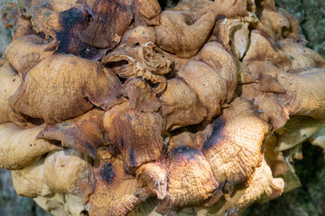 Old oyster mushrooms on an ash tree