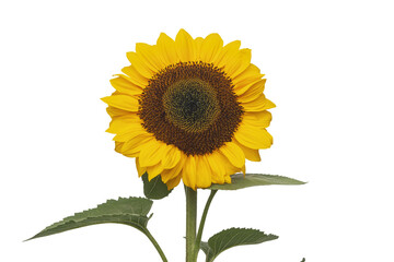 Fototapeta premium Bright yellow sunflower