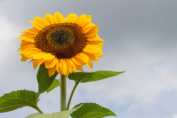 Single bright yellow sunflower on a cloudy sky
