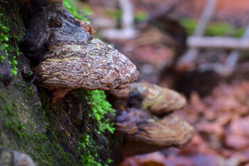 Moss and mushrooms grows on moist trees on the wood. Closeup of fungi. Beautiful close up of nature. Green forest. High quality photo. 