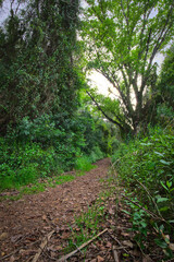 Magical green fairytale forest at sunset. Mystic atmosphere. Hight quality photo. 