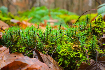 Moss grows on moist trees. Beautiful close up of nature. Green forest. High quality photo. 