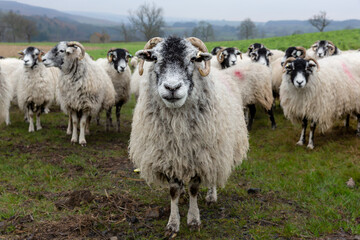Selective focus of one aged and defiant Swaledale ewe, or female sheep, facing front with the flock behind her.  Close up. Yorkshire Dales, UK.  Copy space.