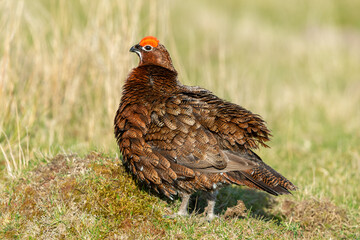 Close up of a Red Grouse male with red flared eyebrow and ruffled feathers stood facing left on natural grousemoor habitat.  Scientific name: Lagopus Lagopus.  Horizontal.  Copy Space.