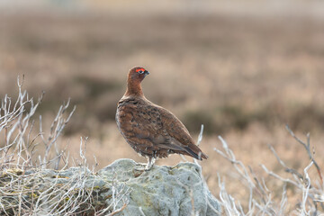 Red Grouse male with vivid red eyebrow perched on a rock and looking backwards, Spaunton Moor, North Yorkshire.  Horizontal.  Copy space.