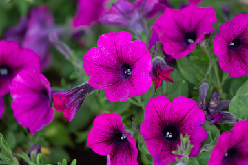 Blooming purple petunia close-up