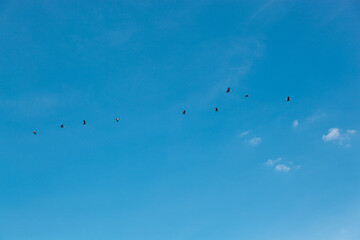 a flock of birds flying in the blue sky