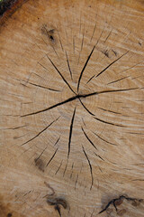 wood texture felled tree veins
