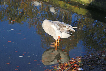 Goose reflected in a lake