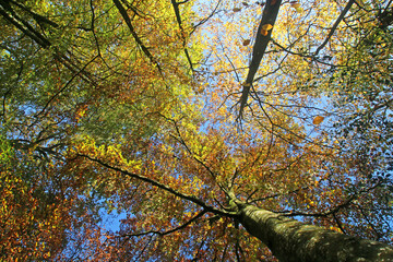 	
Looking up at trees in Autumn