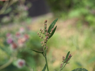 Flowering common orache, common oracli (Atriplex patula) edible plant and weed in the fields