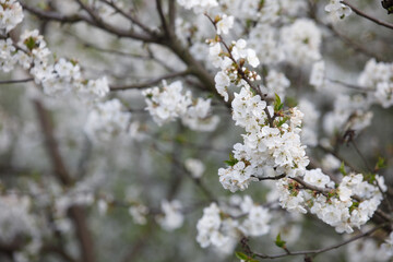 Obraz premium white cherry blossom nature comes to life