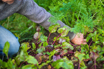 Farmer's hands harvest crop of beet in the garden. Plantation work. Autumn harvest and healthy organic food concept close up with selective focus