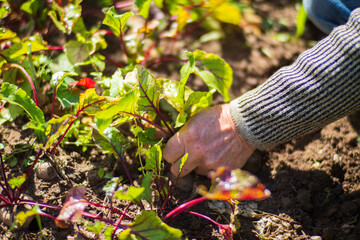 Farmer's hands harvest crop of beet in the garden. Plantation work. Autumn harvest and healthy organic food concept close up with selective focus