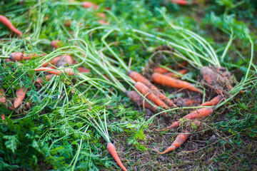 Farmer's hands harvest crop of carrot in the garden. Plantation work. Autumn harvest and healthy organic food concept close up with selective focus