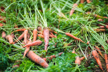 Carrot harvest collected in the garden. Plantation work. Autumn harvest and healthy organic food concept close up with selective focus