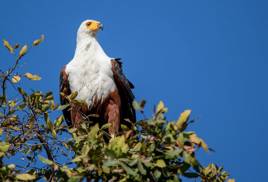 African fish-eagle perched at the top of a tree in the African wilderness