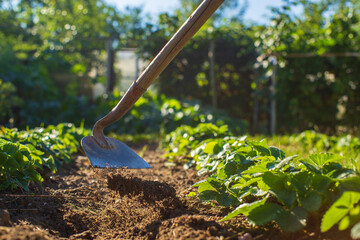 Farmer cultivating land in the garden with hand tools. Soil loosening. Gardening concept. Agricultural work on the plantation