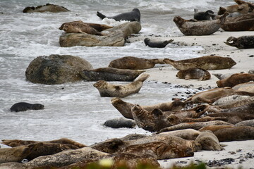 seals on the beach